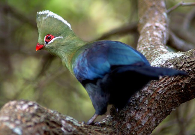 Knysna Turaco