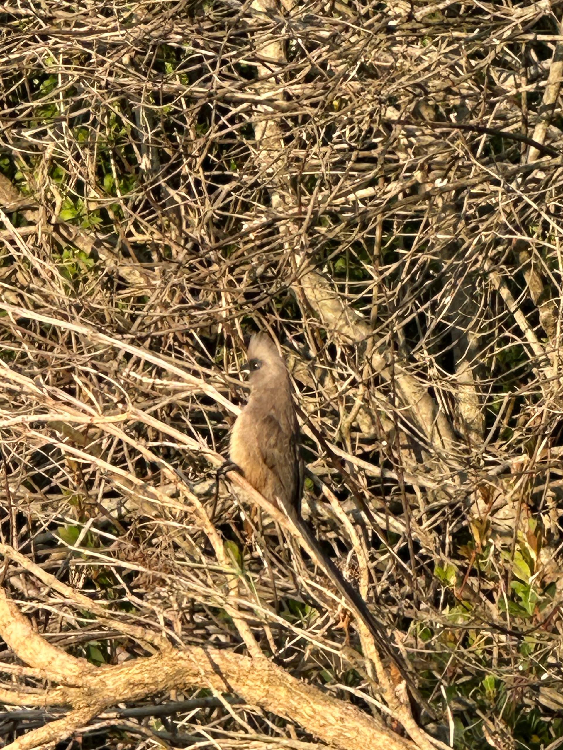 Speckled Mousebird
