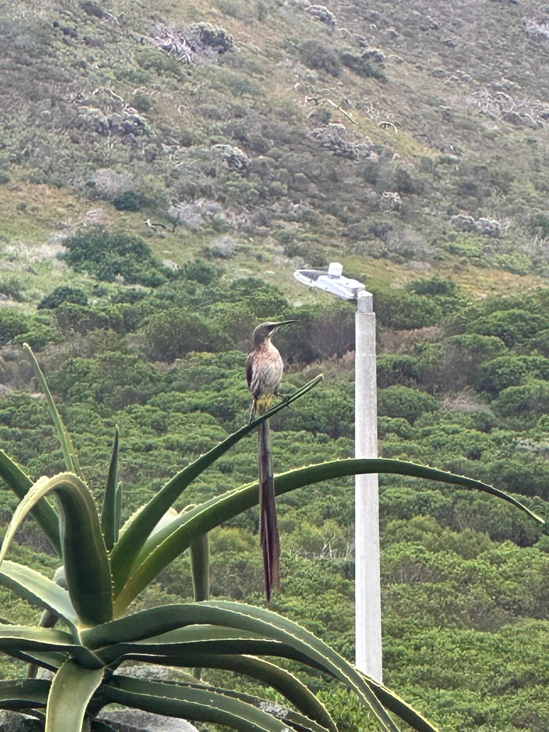 Cape Sugarbird
