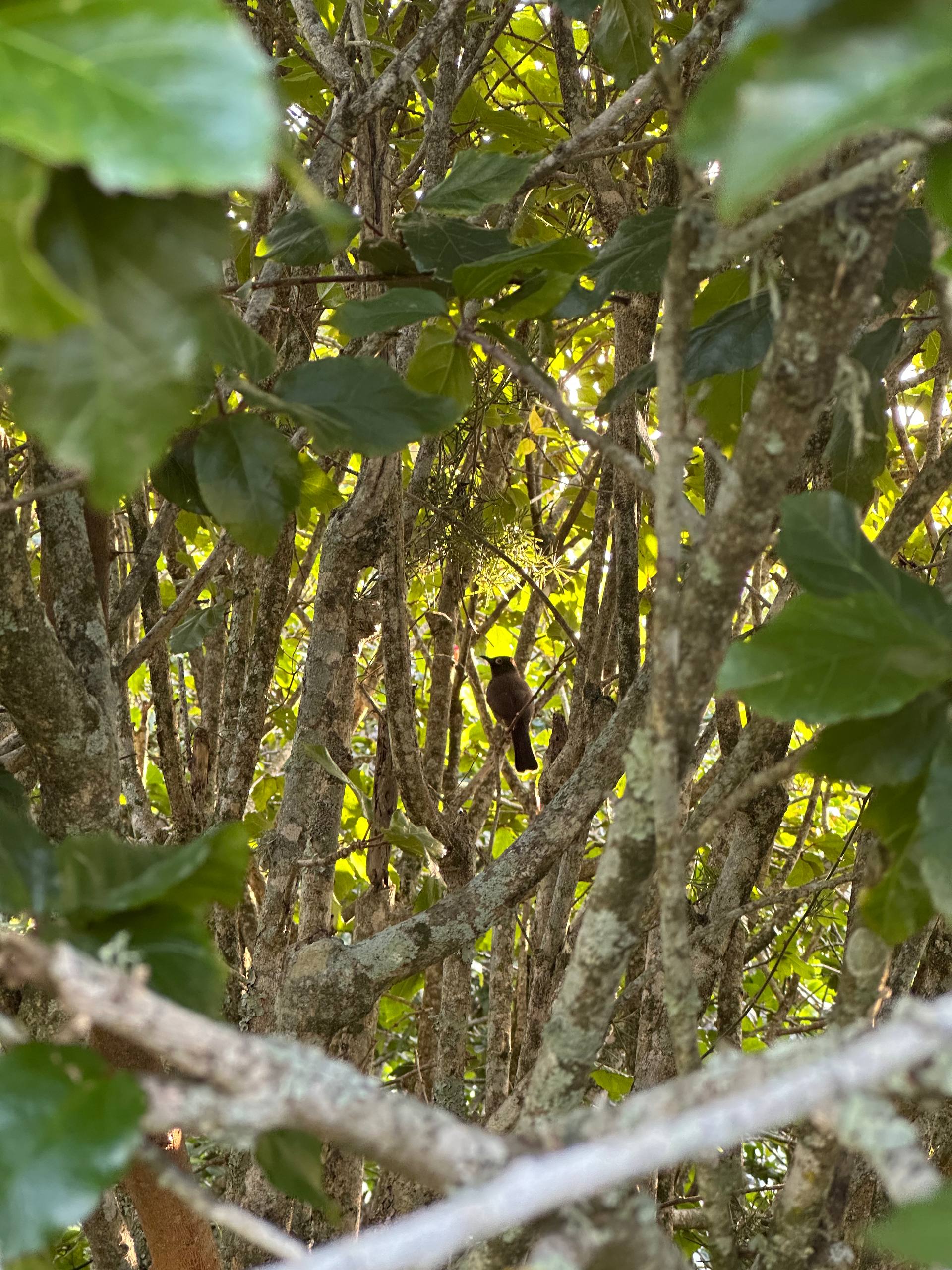 Cape Bulbul