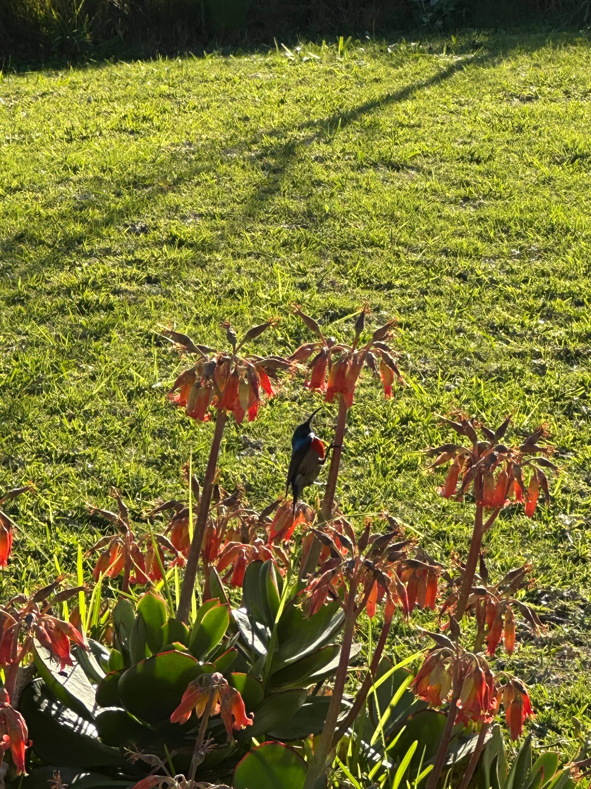 Greater Double-collared Sunbird