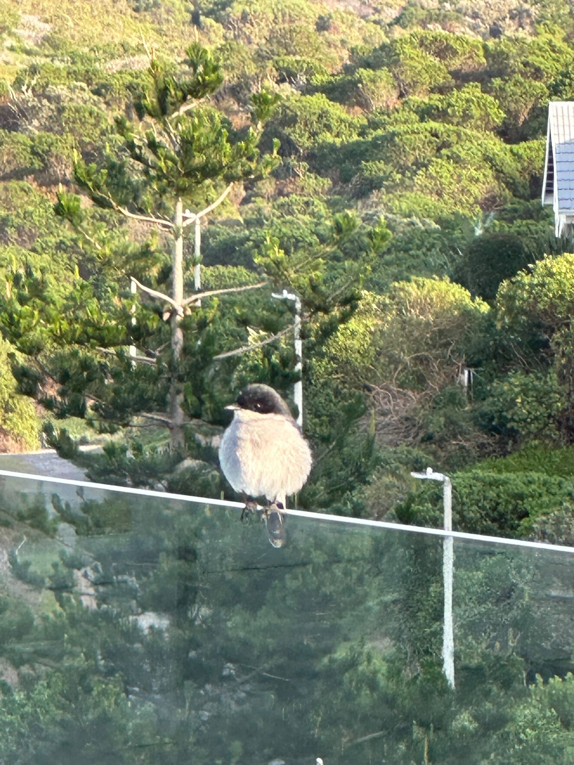 Fiscal Flycatcher