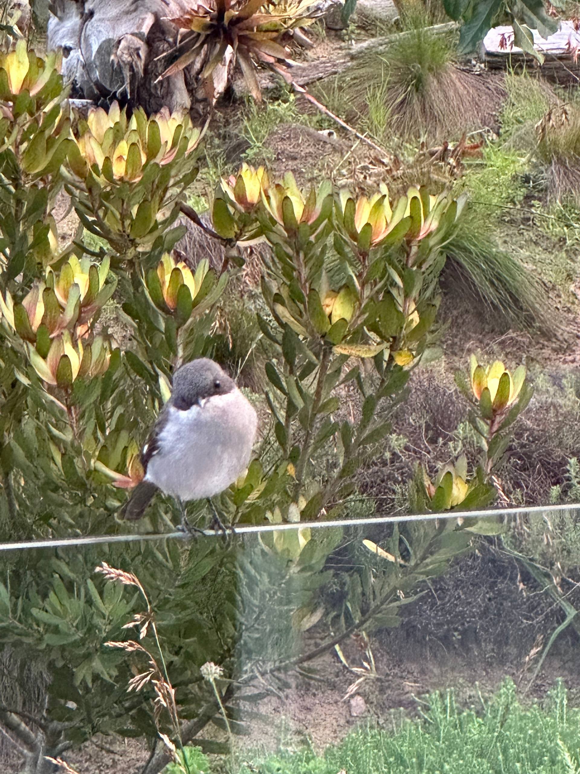 Fiscal Flycatcher