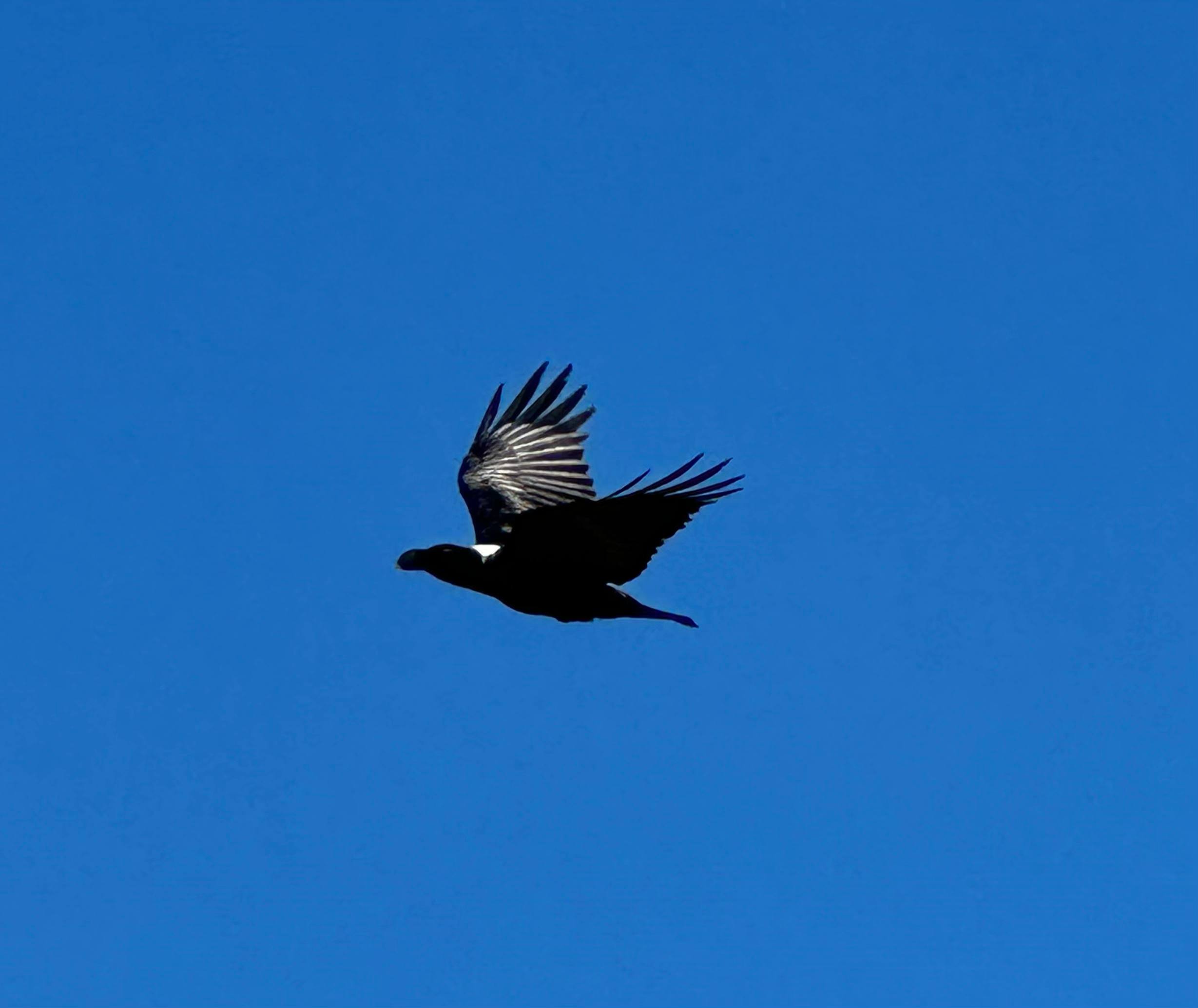 White-necked Raven
