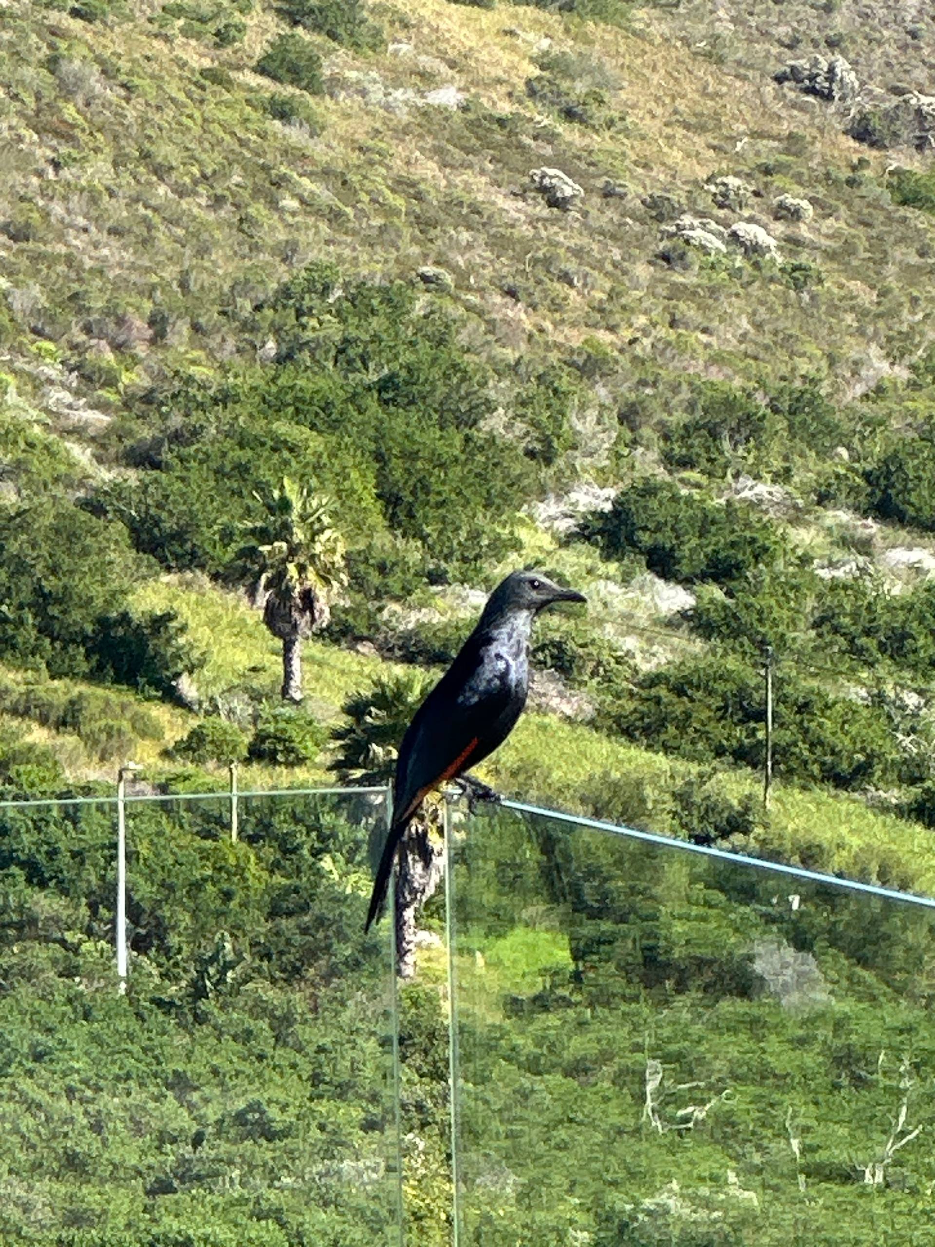 Red-winged Starling