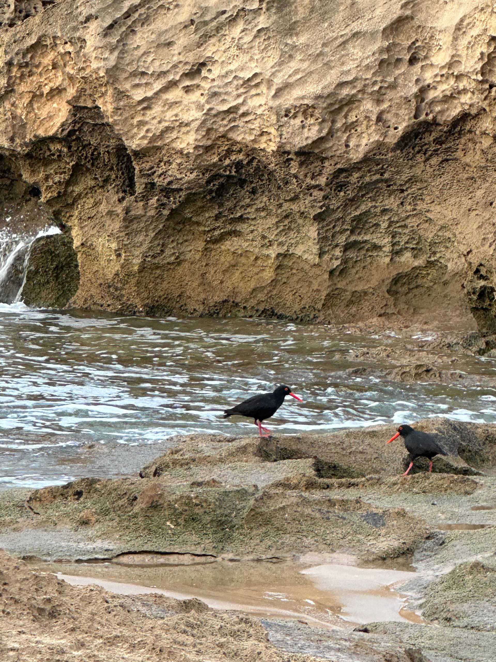 African Black Oystercatcher