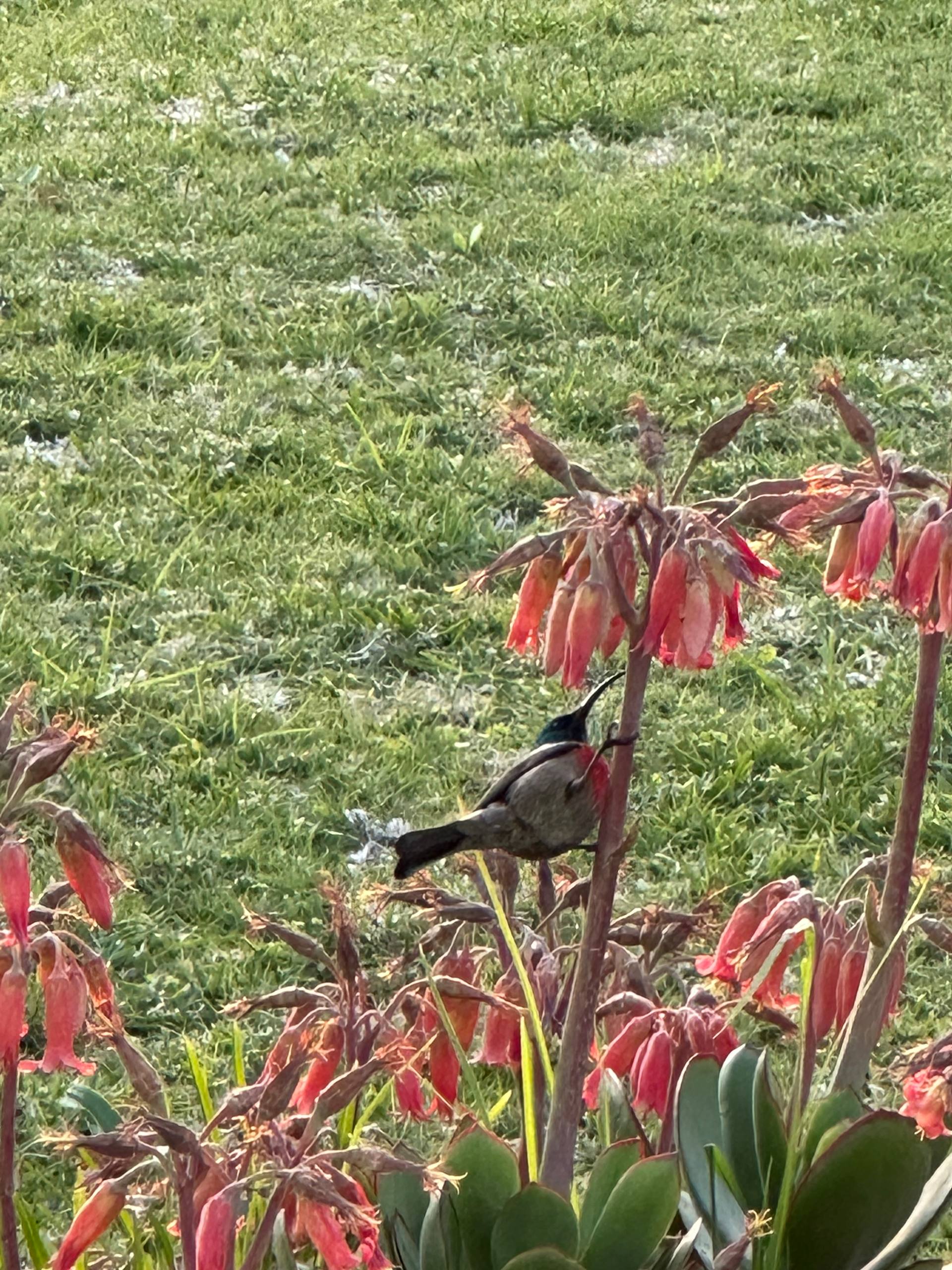 Greater Double-collared Sunbird