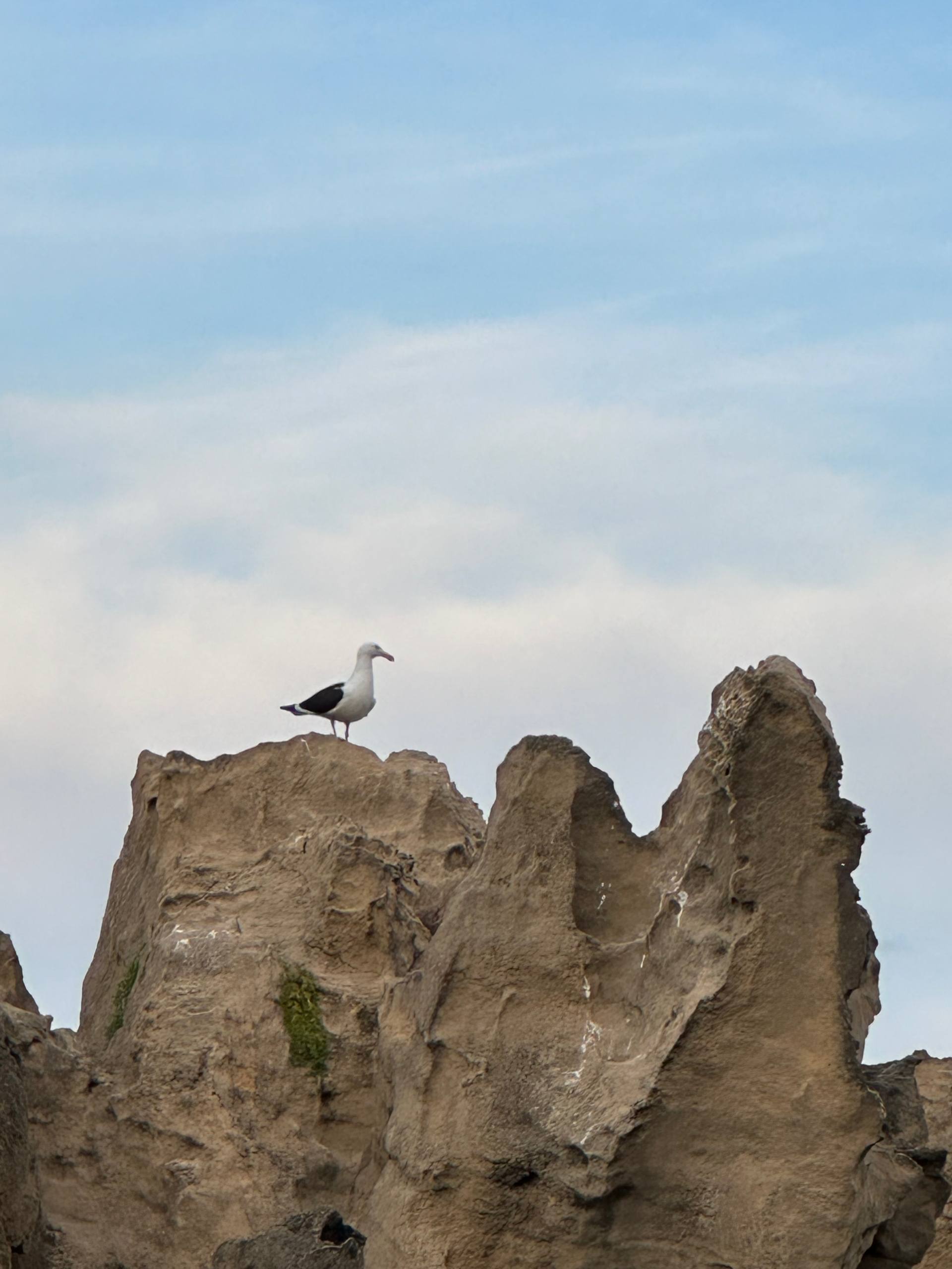 Kelp Gull