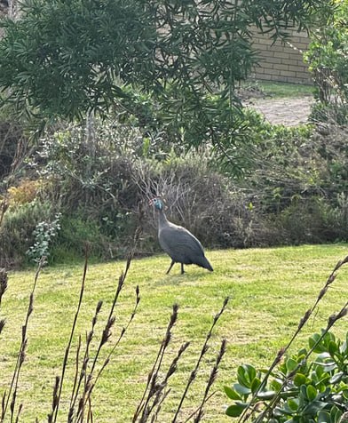 Helmeted Guineafowl