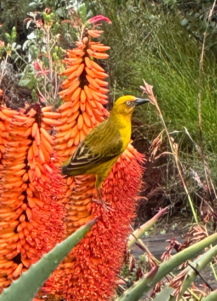 Cape Weaver