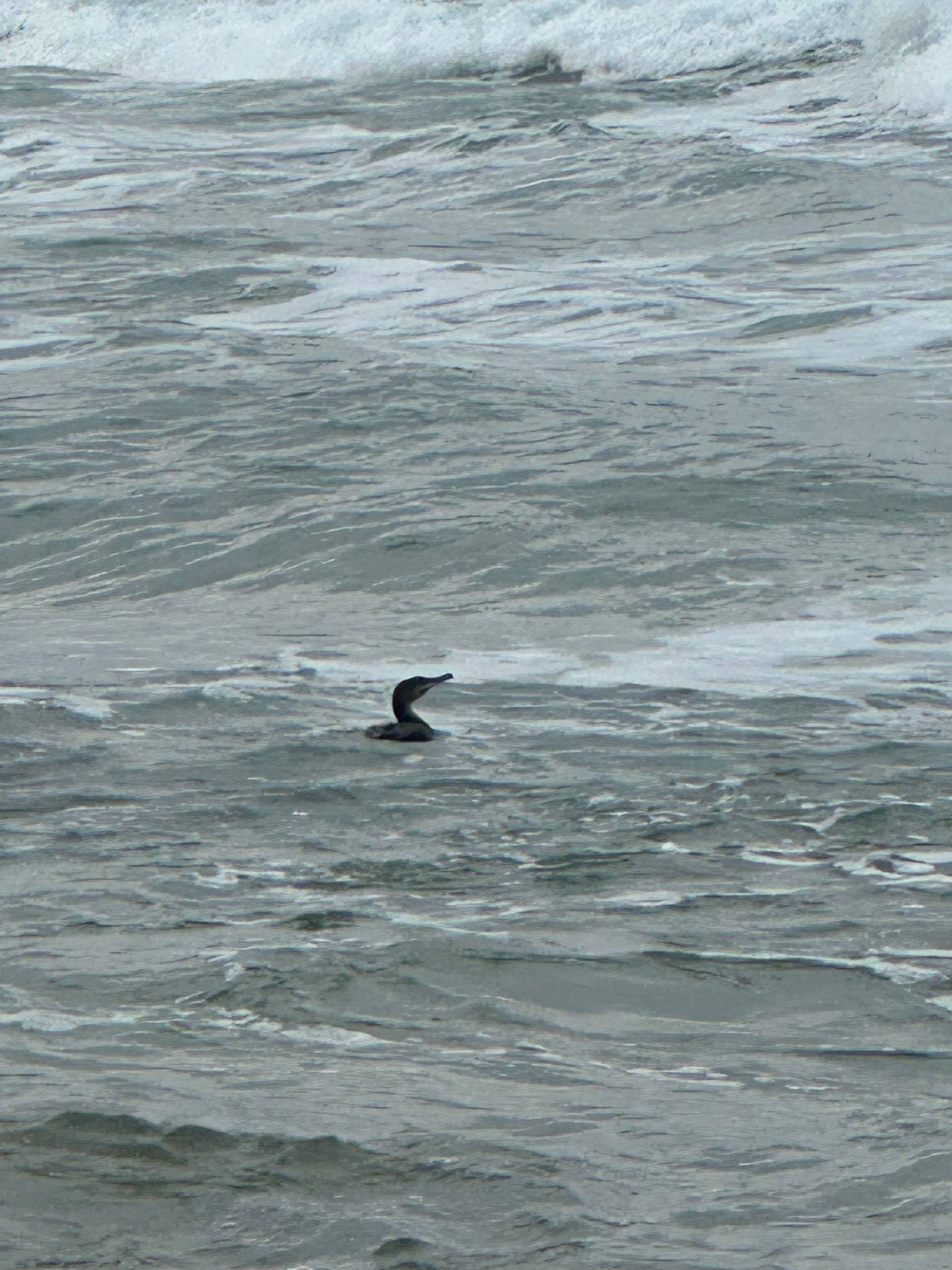 Cape Cormorant