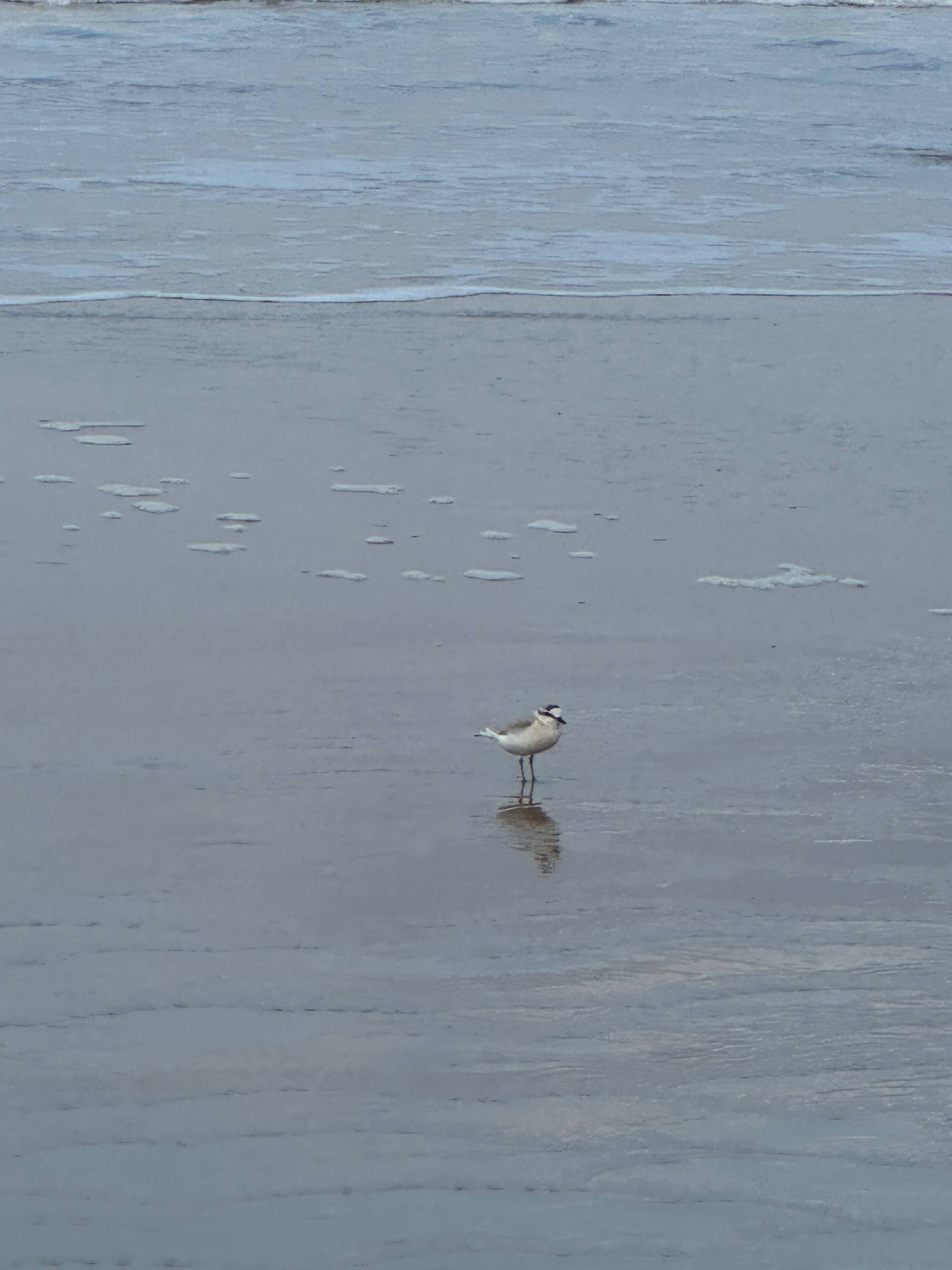 White-fronted Plover