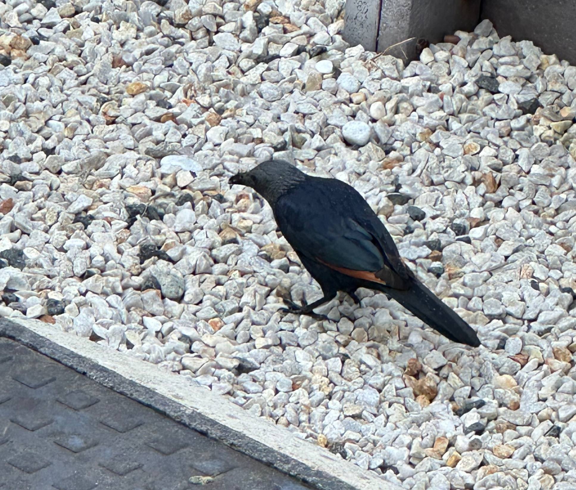 Red-winged Starling