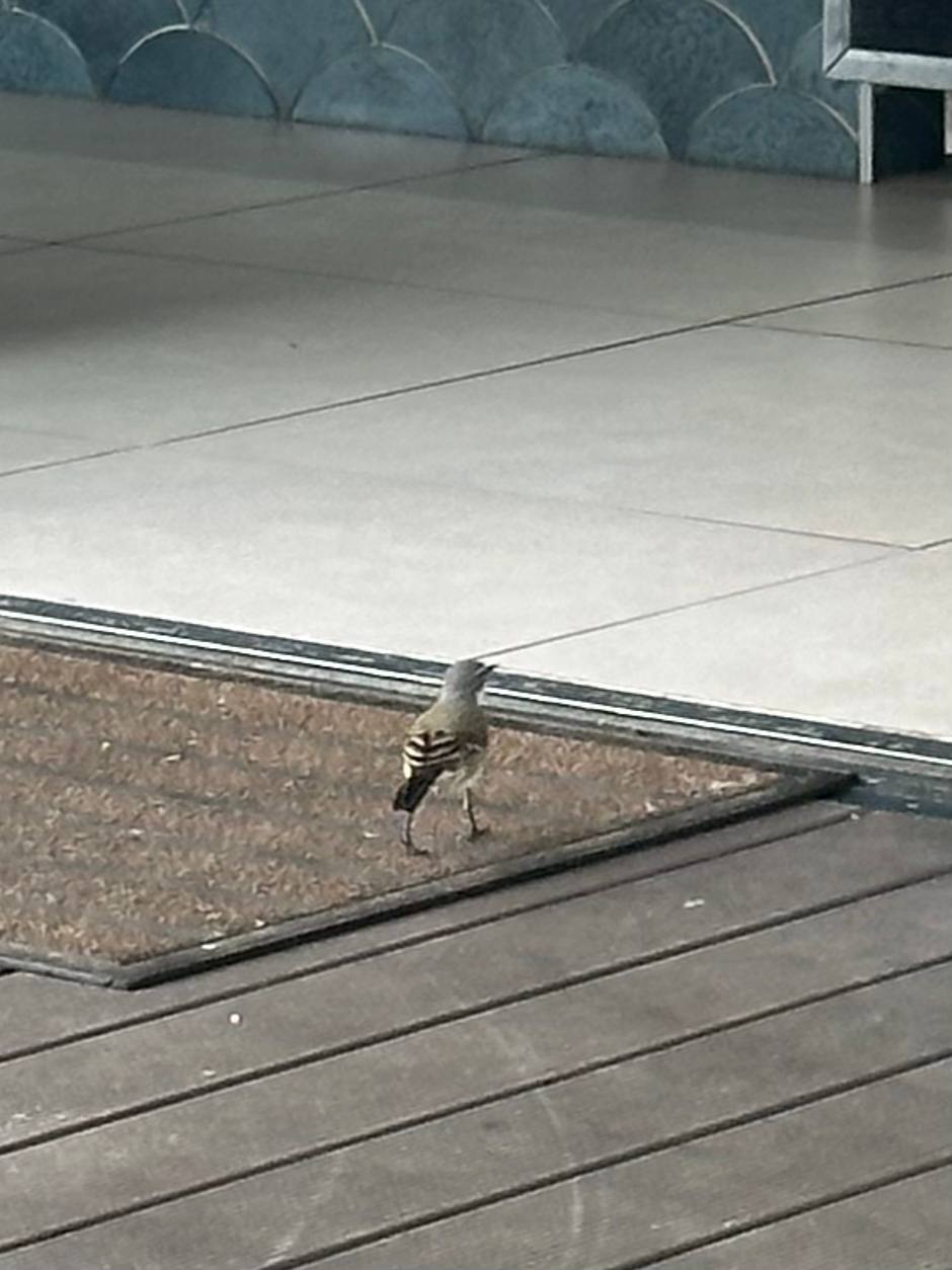 Cape Wagtail