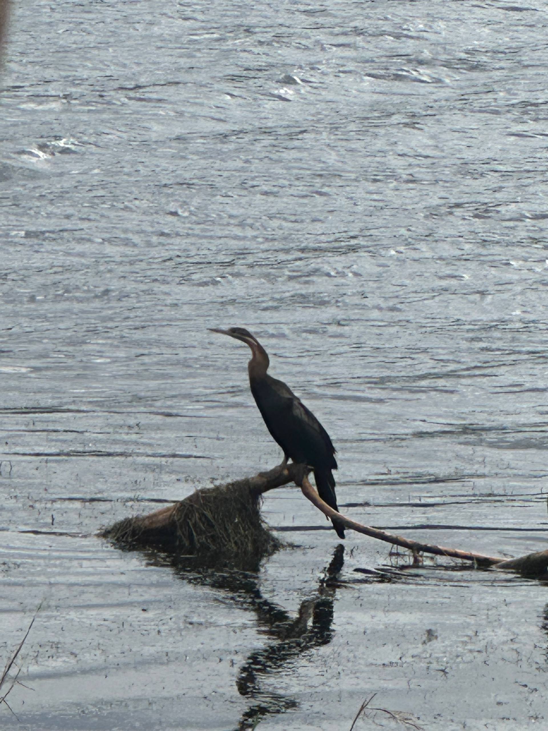 African Darter
