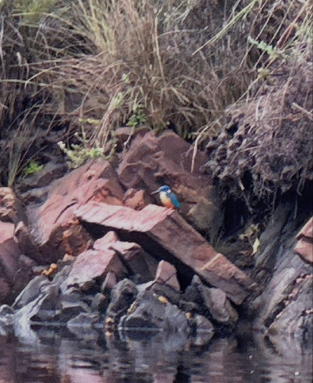 Half-collared Kingfisher