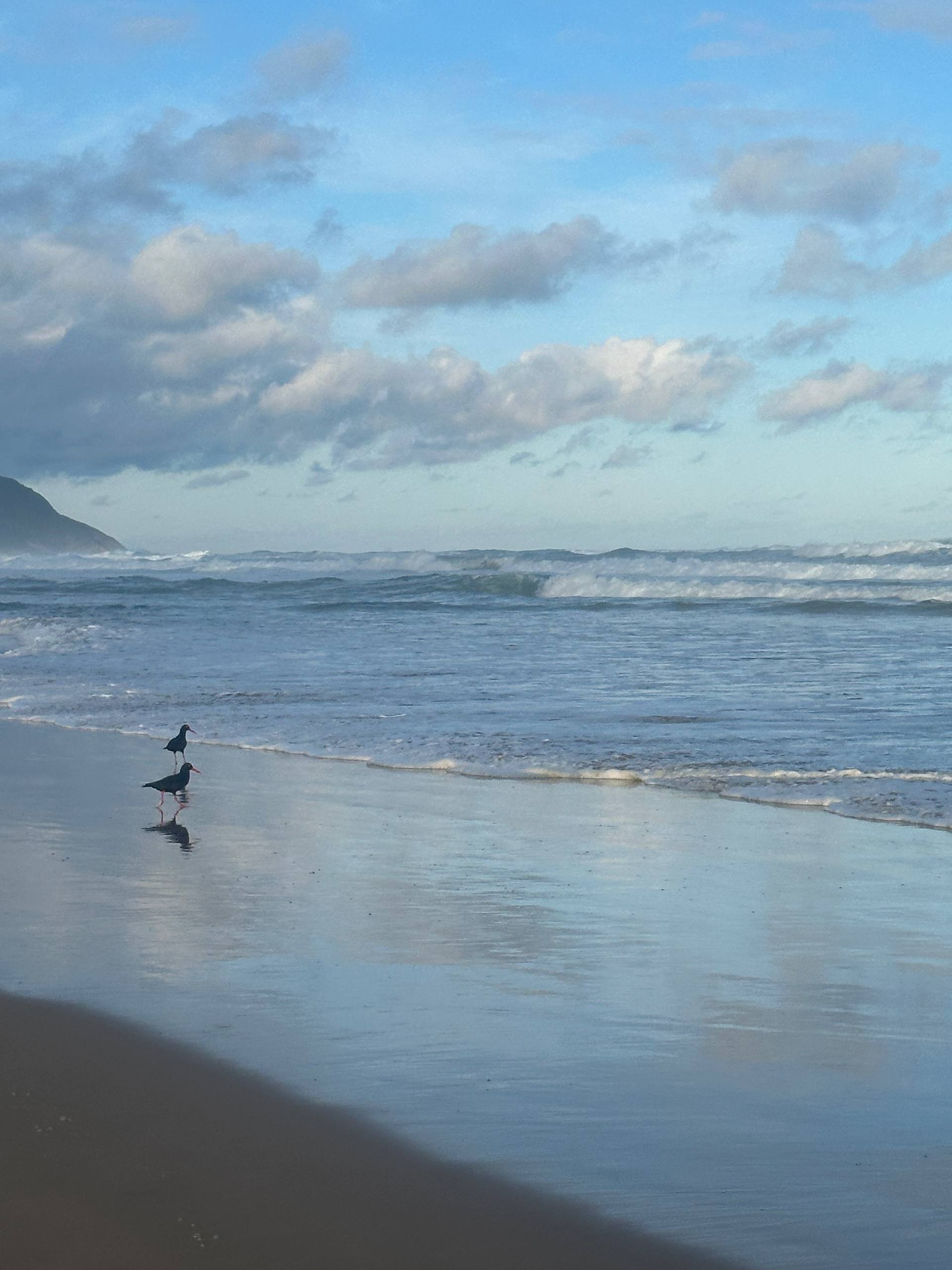 African Black Oystercatcher