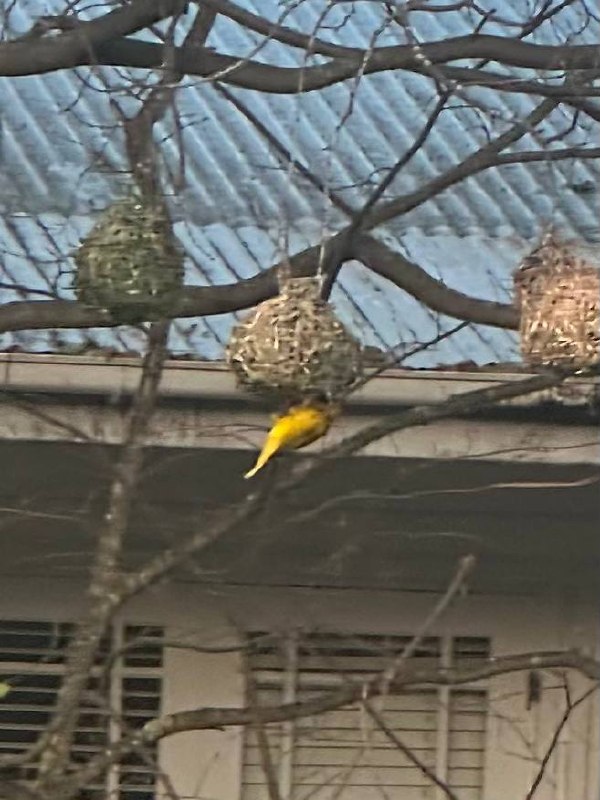 Southern Masked Weaver