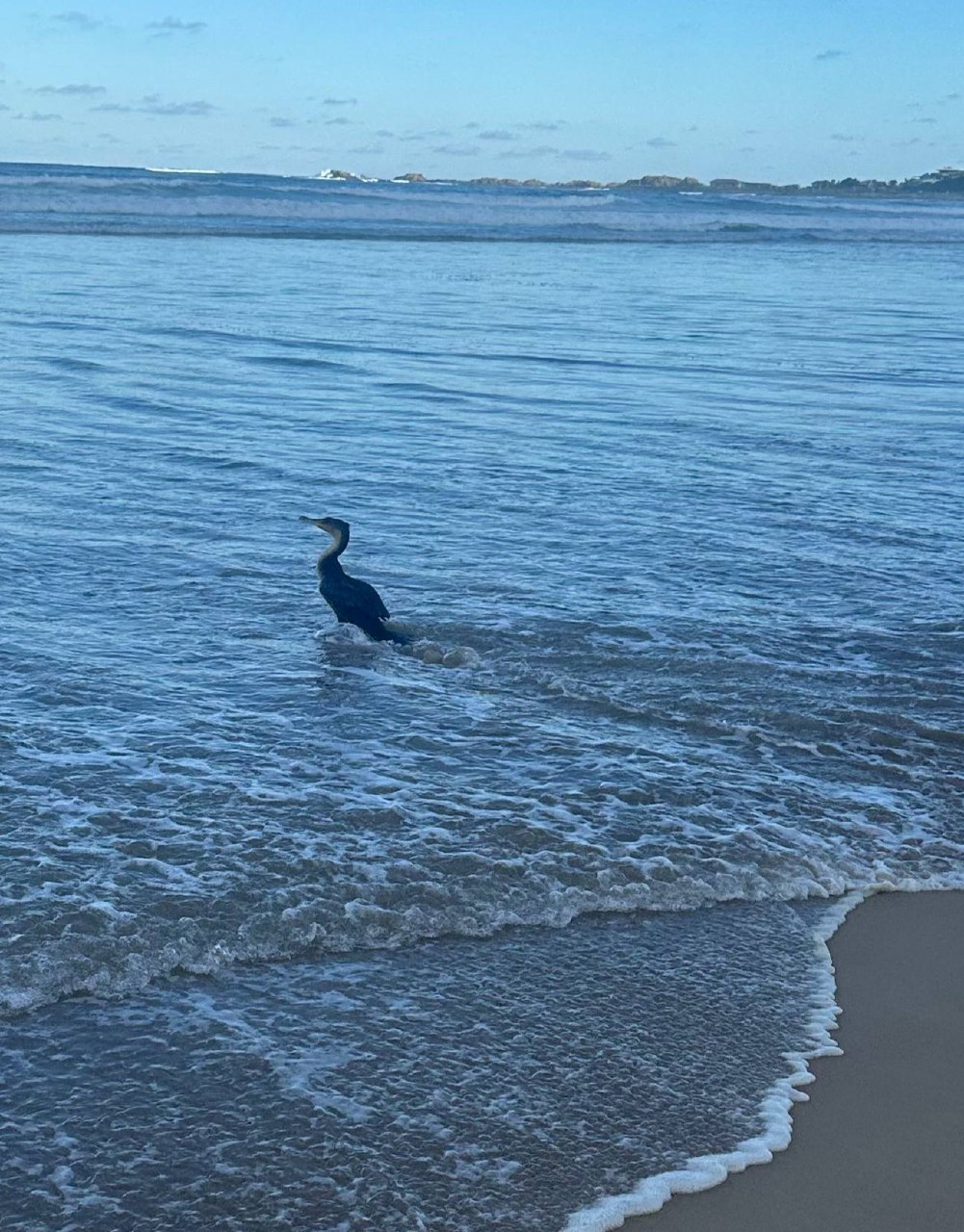 White-breasted Cormorant