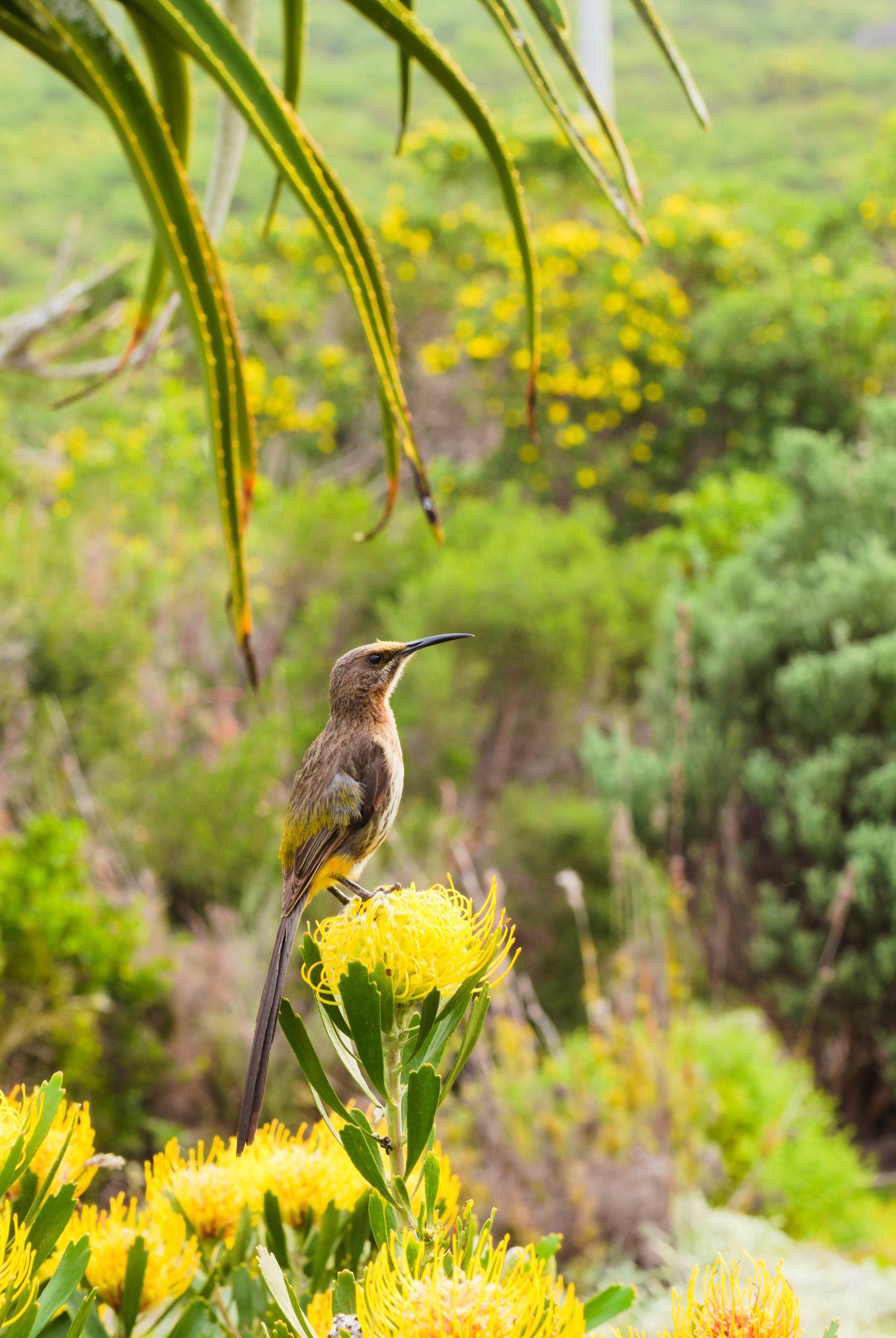 Cape Sugarbird