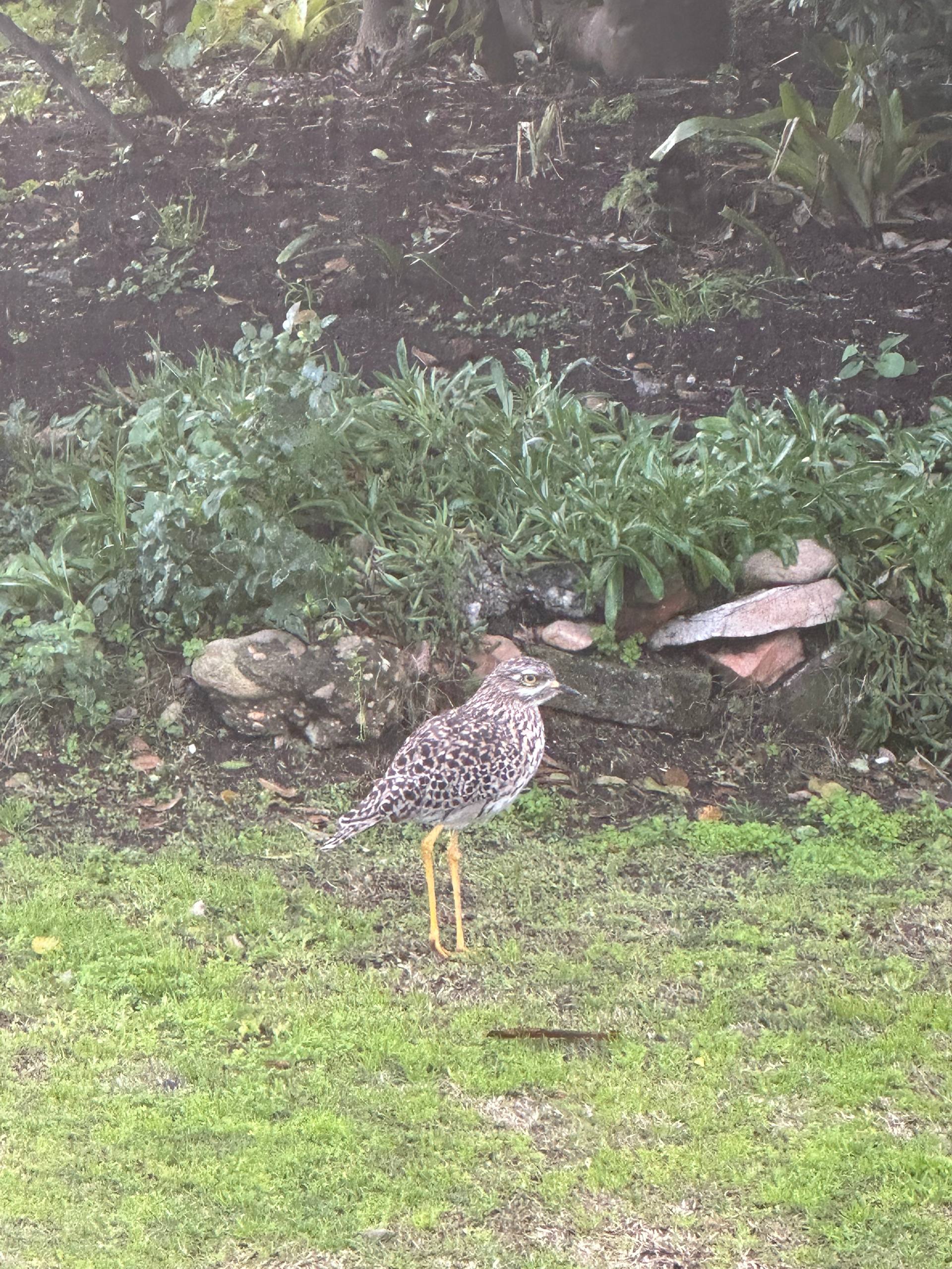 Spotted Thick-knee