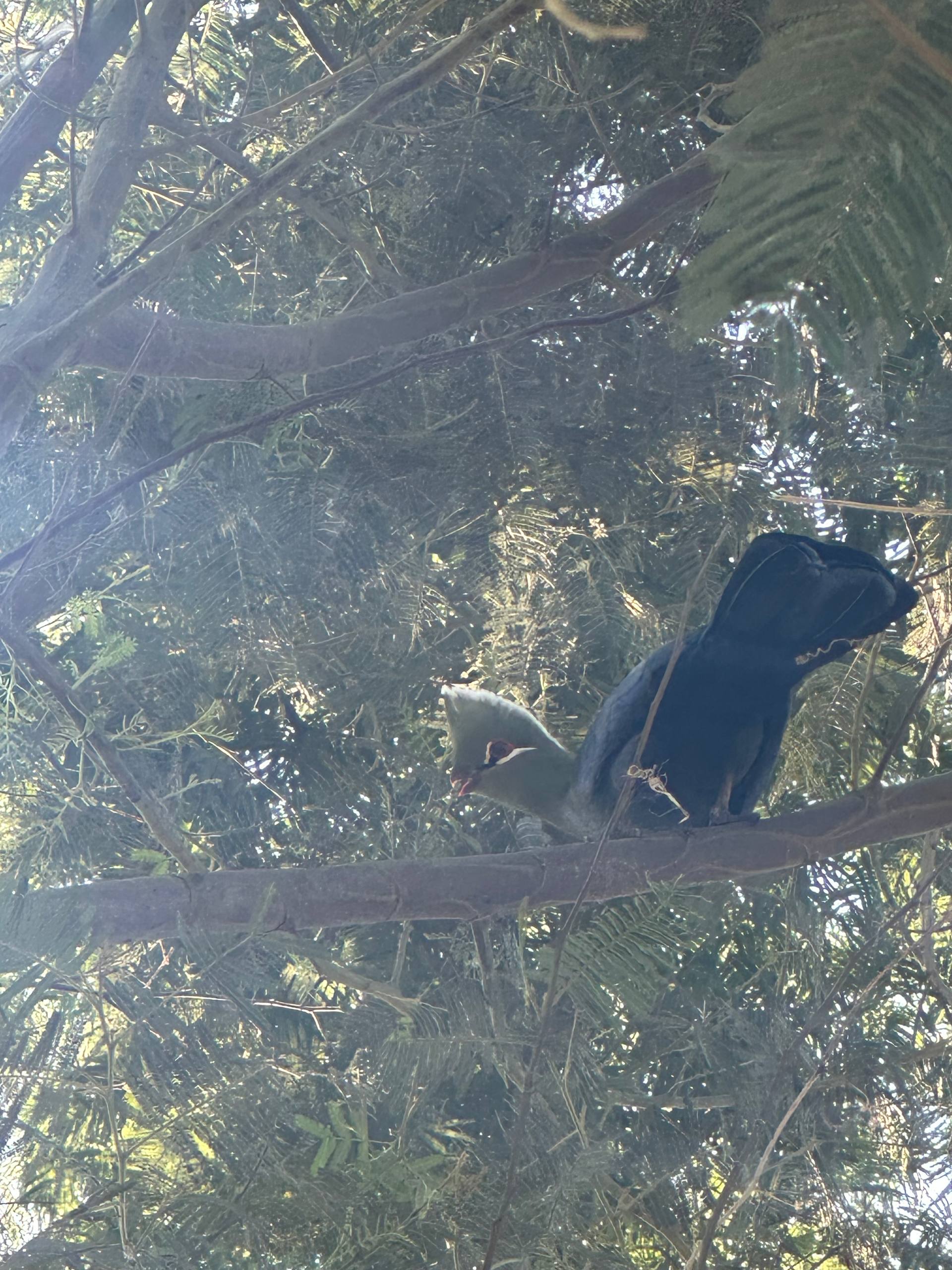 Knysna Turaco