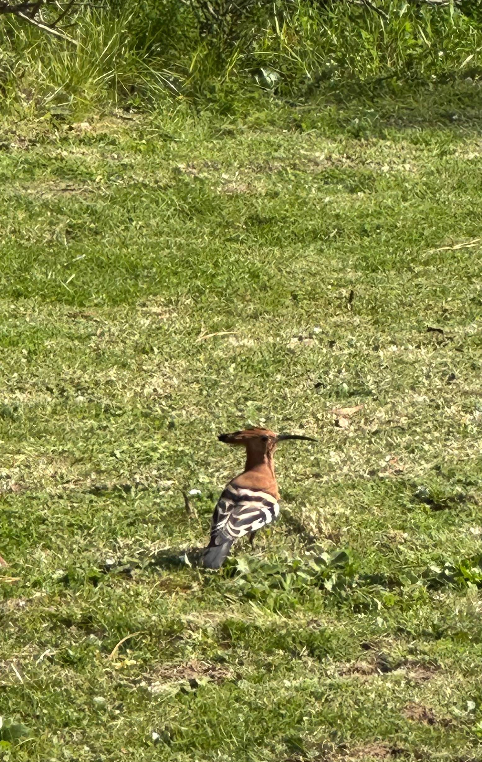 African Hoopoe
