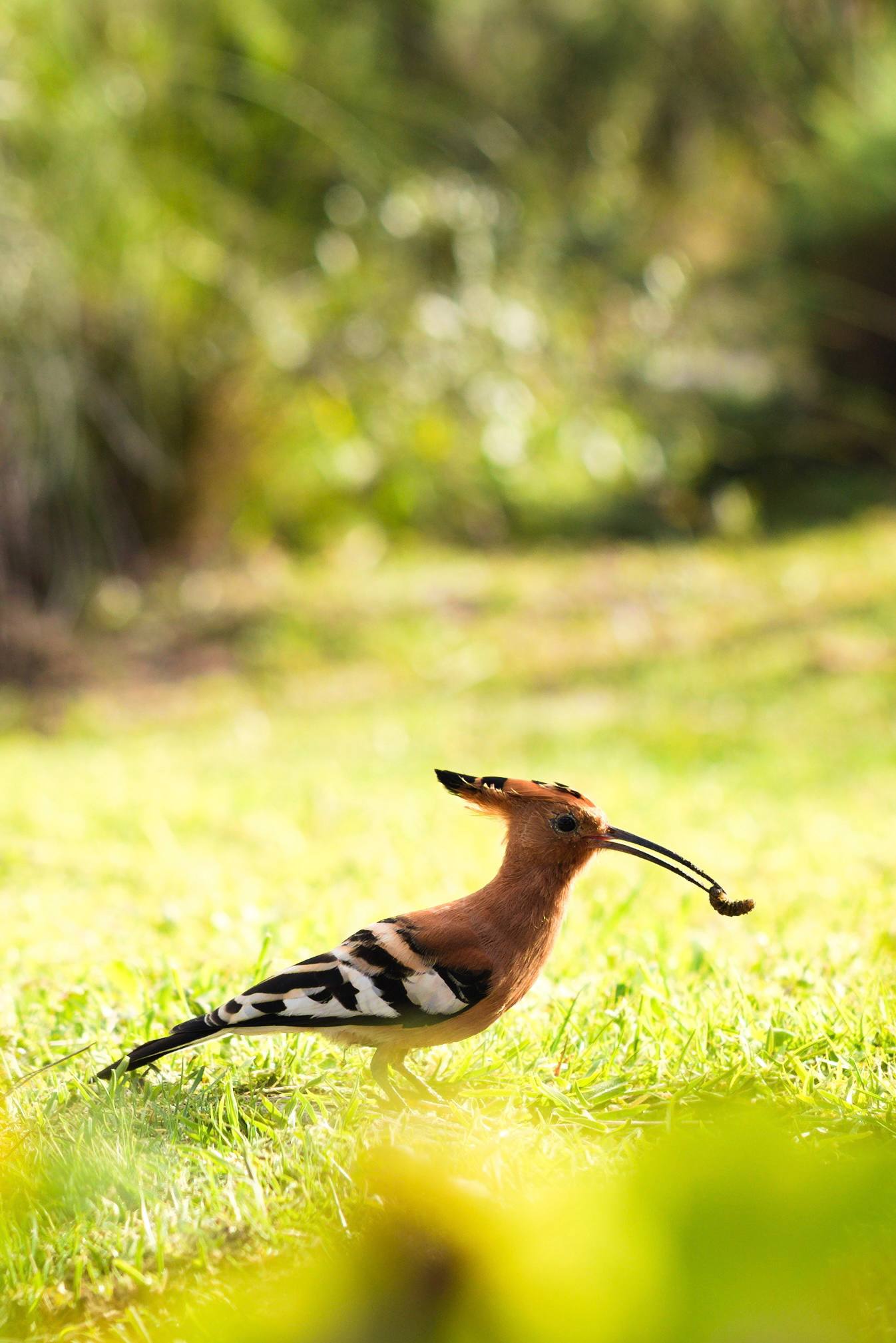 African Hoopoe