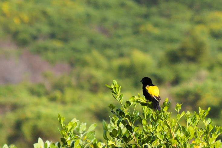 Yellow Bishop