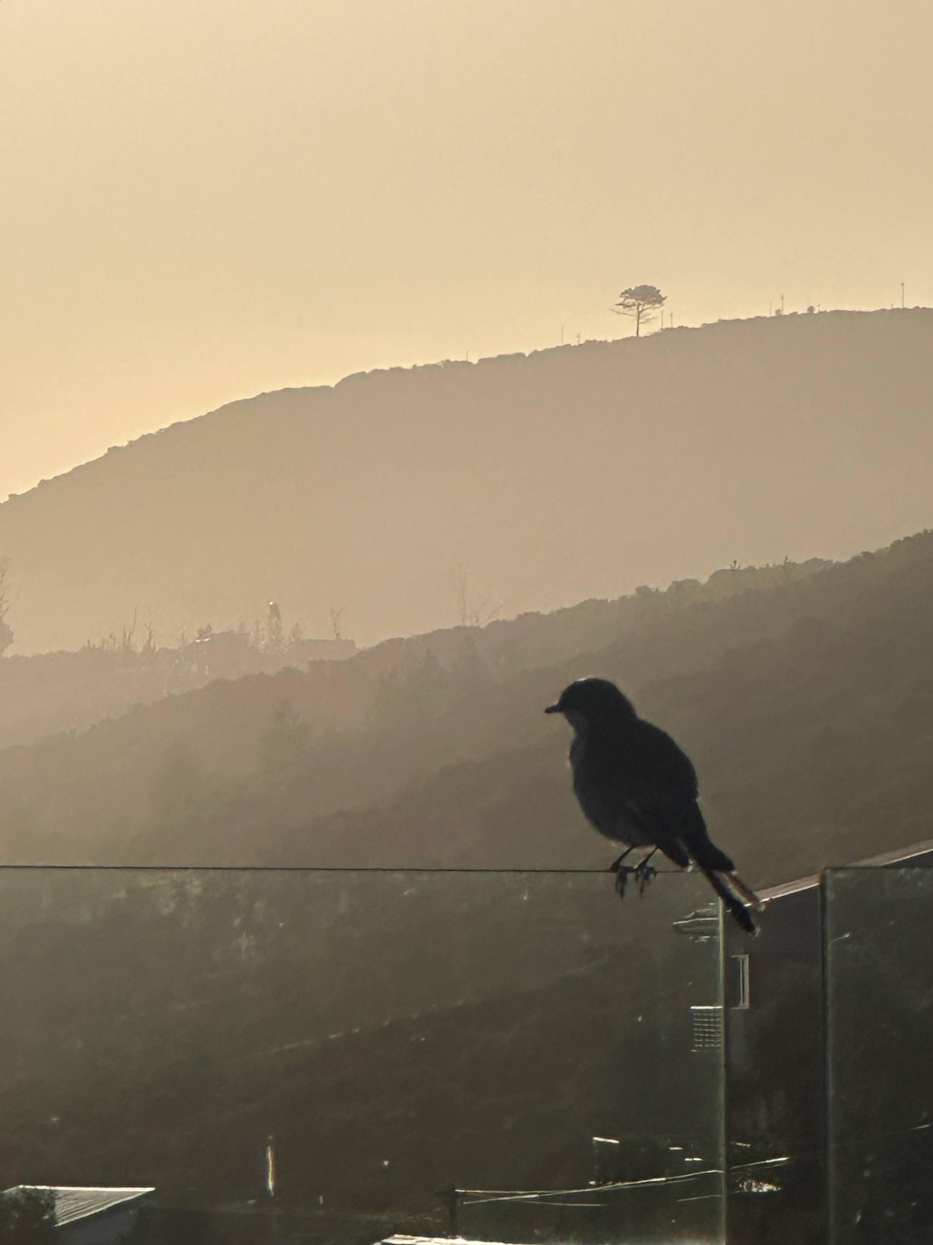 Fiscal Flycatcher