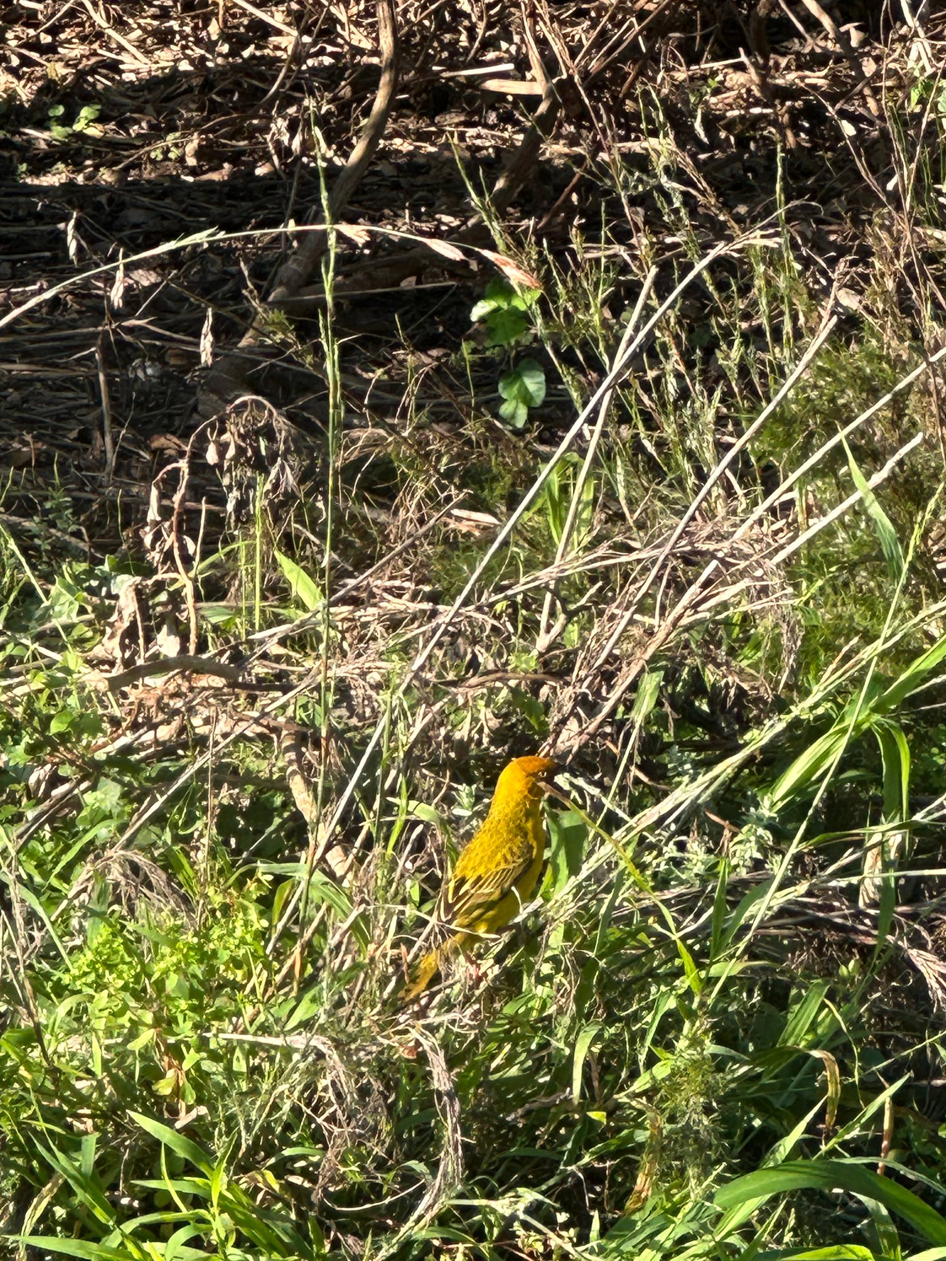 Cape Weaver