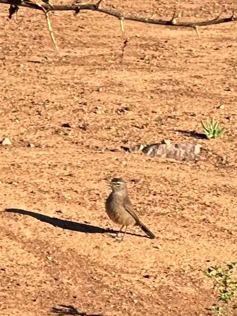 Karoo Robin