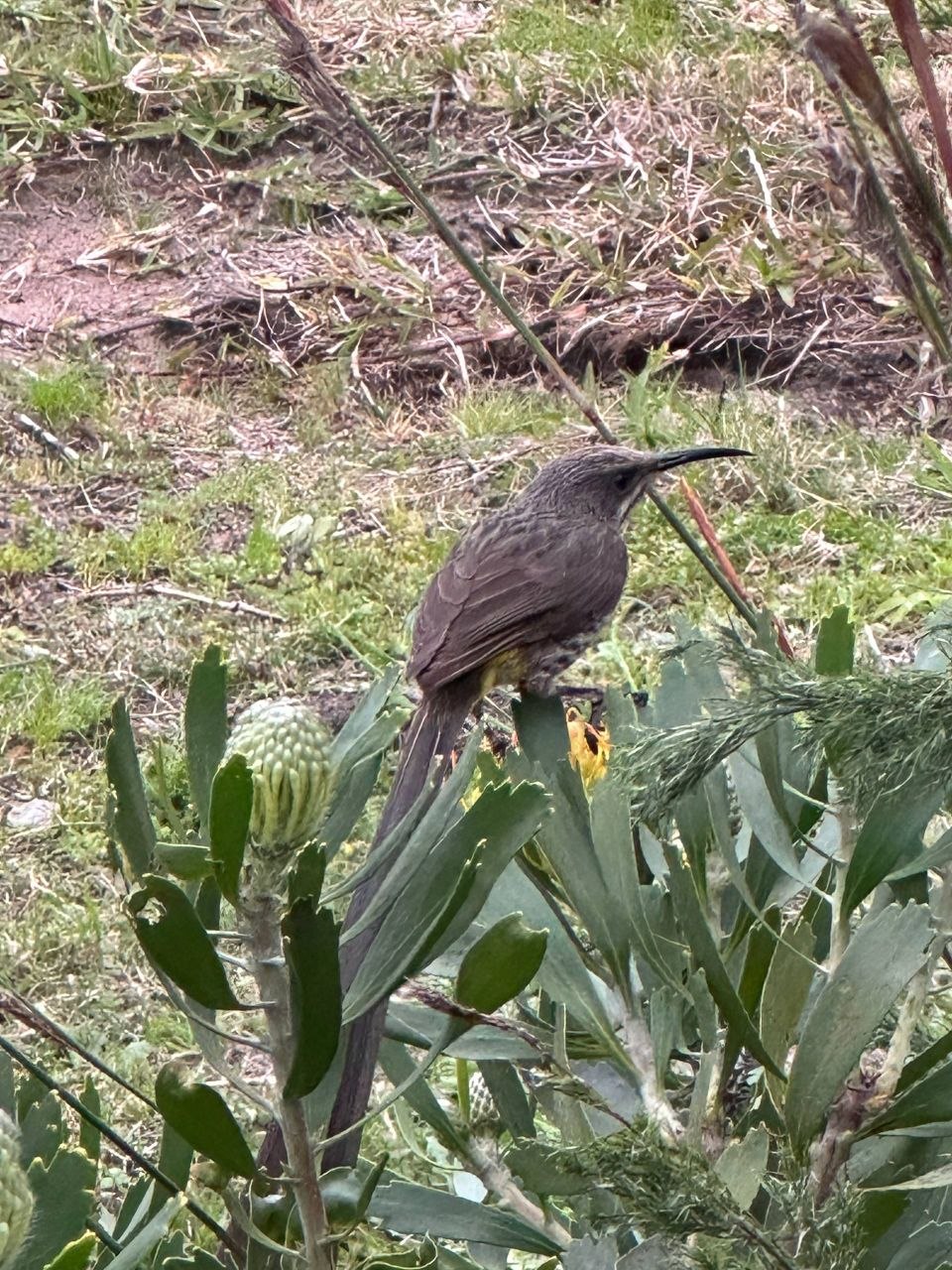 Cape Sugarbird